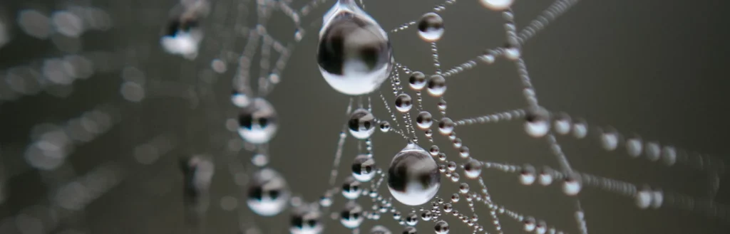 Over biocoherence